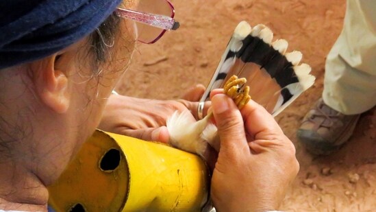 A Pronatura volunteer measures the legs of an American kestrel for the ringing process as part of the counting and preservation program of bird species near Jose Cardel, Veracruz, Mexico (REUTERS/Carolina Pulice)
