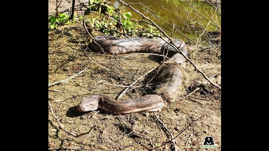 The python rescued in Mohri Kirawali accidentally got caught in a fishing net. (Sourced)