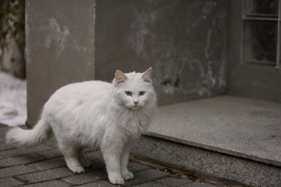 Winters are approaching in most parts of India, and while it may be a welcome change for pet keepers, it also means pet owners have to find ways to keep their pets busy (Pixabay)