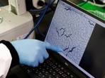 Hirotsu Bio Science Chief Technical Officer Eric Di Luccio points at nematodes on a monitor connected to a microscope during a photo opportunity at the company's lab in Fujisawa, Kanagawa Prefecture, Japan November 28.(REUTERS)