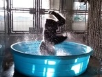 Happy gorilla dancing in blue-coloured tub. (Twitter/@fasc1nate) Happy gorilla dancing in blue-coloured tub. (Twitter/@fasc1nate)