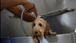 A helper bathes a dog, a mix of dachshund and poodle breed, at a pet resort, in Gurugram, India. (Reuters) A helper bathes a dog, a mix of dachshund and poodle breed, at a pet resort, in Gurugram, India. (Reuters)