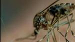 One of the reasons behind the high number of cases in Panchkula is the dengue variant-2 (DENV-2), which is severe and may be fatal. (HT File) One of the reasons behind the high number of cases in Panchkula is the dengue variant-2 (DENV-2), which is severe and may be fatal. (HT File)