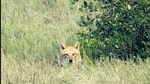 Study launched on golden jackals in city’s mangrove patches Study launched on golden jackals in city’s mangrove patches