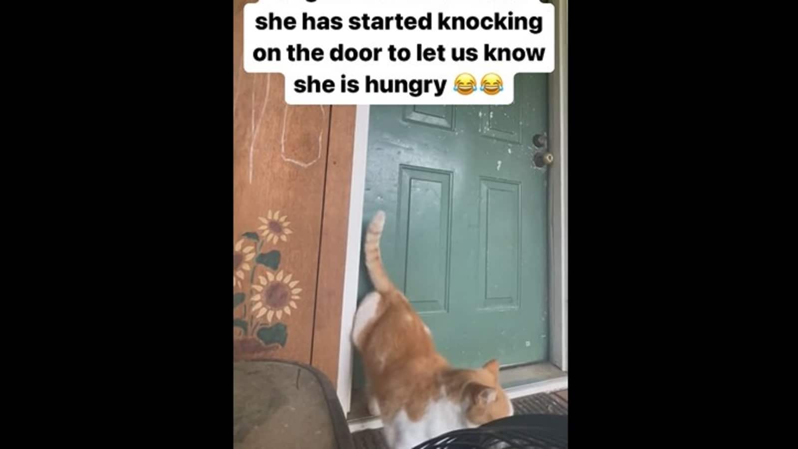 Cat knocks on door to let her neighbour know she is hungry. Watch |  Trending - Hindustan Times