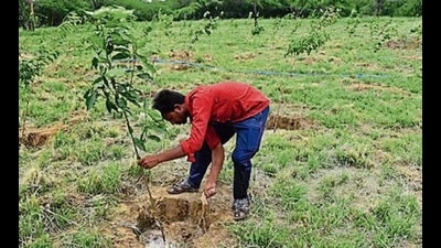 As part of the drive, 18 lakh saplings would be planted along 600 kilometres of the Ganga Expressway. (HT Photo)