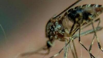 One of the reasons behind the high number of cases in Panchkula is the dengue variant-2 (DENV-2), which is severe and may be fatal. (HT File) One of the reasons behind the high number of cases in Panchkula is the dengue variant-2 (DENV-2), which is severe and may be fatal. (HT File)