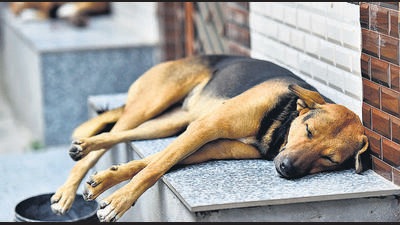 The Punjab and Haryana HC has stayed a consumer panel order asking the Gurugram administration to ensure that one family keeps only one dog and further removal all stray dogs in the city to dog pound. (HT File Photo) The Punjab and Haryana HC has stayed a consumer panel order asking the Gurugram administration to ensure that one family keeps only one dog and further removal all stray dogs in the city to dog pound. (HT File Photo)