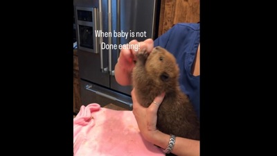 Baby beaver eating food. (Instagram/@ellegreene2018) Baby beaver eating food. (Instagram/@ellegreene2018)