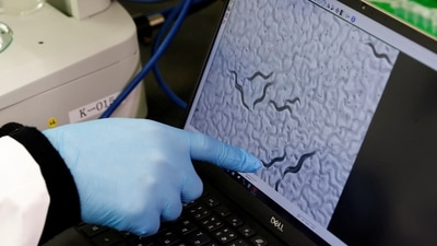 Hirotsu Bio Science Chief Technical Officer Eric Di Luccio points at nematodes on a monitor connected to a microscope during a photo opportunity at the company's lab in Fujisawa, Kanagawa Prefecture, Japan November 28. (REUTERS)
