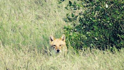 Study launched on golden jackals in city’s mangrove patches Study launched on golden jackals in city’s mangrove patches