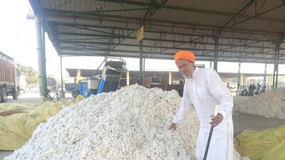 Two months after the purchase of raw cotton began in October, the arrival of the cash crop in Punjab this season has seen a drop by more than four times than in 2021 when more than 9 lakh quintals arrived in the market by November 30. (HT Photo) Two months after the purchase of raw cotton began in October, the arrival of the cash crop in Punjab this season has seen a drop by more than four times than in 2021 when more than 9 lakh quintals arrived in the market by November 30. (HT Photo)