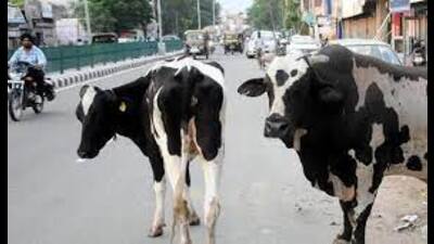 Catch stray cattle, put them in cow shelters: UP chief secretary to officials (File)