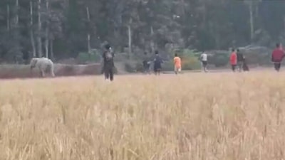 Screenshot of the video shows locals chasing away the elephant back into the forest. (ANI)