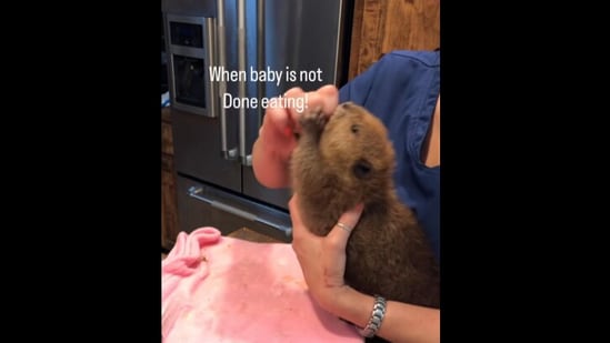 Baby beaver eating food.(Instagram/@ellegreene2018)