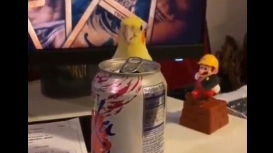 The image, taken from the viral Twitter video, shows the bird playing peekaboo.(Screengrab)