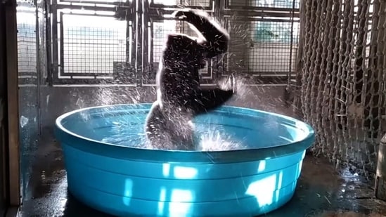 Happy gorilla dancing in blue-coloured tub. (Twitter/@fasc1nate)