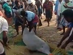 Fishermen save dolphins in Tamil Nadu.(Twitter/@Supriya Sahu) Fishermen save dolphins in Tamil Nadu.(Twitter/@Supriya Sahu)