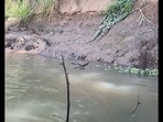 Reptile jumps and walks on water.(Twitter/@ Susanta Nanda) Reptile jumps and walks on water.(Twitter/@ Susanta Nanda)