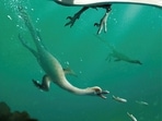 An artist's life reconstruction of the bird-like Cretaceous Period dinosaur Natovenator polydontus, which boasted a streamlined body resembling those of diving birds and lived about 72 million years ago in what is now the Gobi Desert of Mongolia.