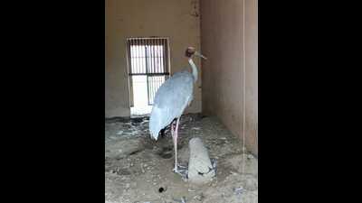 The injured sarus crane. (HT)