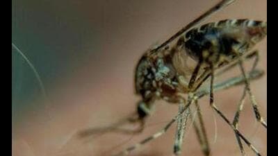 Of 1,033 confirmed dengue cases in Ludhiana, 777 have been reported from urban areas and rest from rural areas. (HT FILE PHOTO)