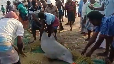 Fishermen save dolphins in Tamil Nadu. (Twitter/@Supriya Sahu) Fishermen save dolphins in Tamil Nadu. (Twitter/@Supriya Sahu)