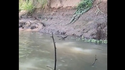 Reptile jumps and walks on water. (Twitter/@ Susanta Nanda) Reptile jumps and walks on water. (Twitter/@ Susanta Nanda)