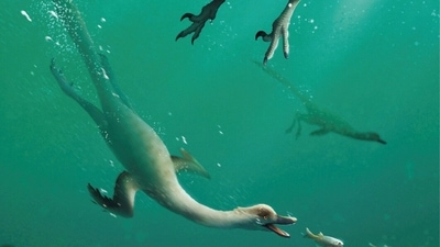 An artist's life reconstruction of the bird-like Cretaceous Period dinosaur Natovenator polydontus, which boasted a streamlined body resembling those of diving birds and lived about 72 million years ago in what is now the Gobi Desert of Mongolia. (via Reuters)
