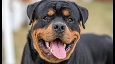 The mayor had also announced that Rottweilers and Pitbull would not be allowed within the city (sourced) The mayor had also announced that Rottweilers and Pitbull would not be allowed within the city (sourced)