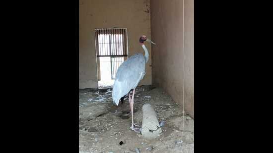 The injured sarus crane. (HT)