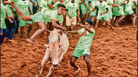 “Jallikattu”, also known as “eruthazhuvuthal”, is a bull-taming sport played in Tamil Nadu as part of the Pongal harvest festival. (PTI) “Jallikattu”, also known as “eruthazhuvuthal”, is a bull-taming sport played in Tamil Nadu as part of the Pongal harvest festival. (PTI)