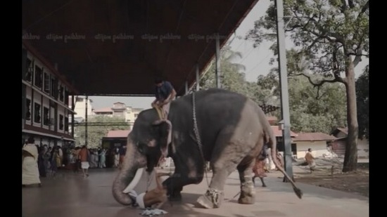 Elephant tosses man at a temple.(Instagram/@weddingmojito)