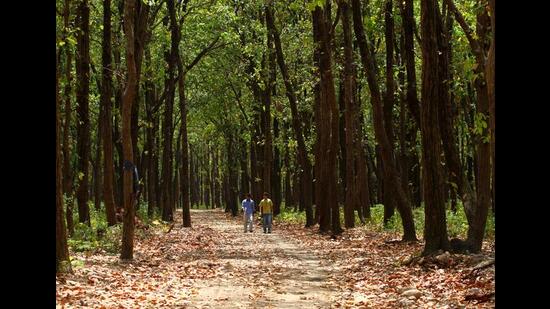 A jungle in Uttarakhand (Jasjeet Plaha/Hindustan Times) A jungle in Uttarakhand (Jasjeet Plaha/Hindustan Times)