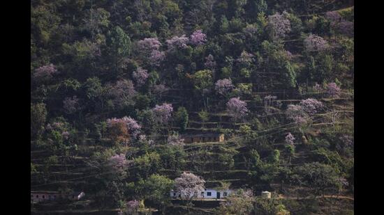 A mountain village in Uttarakhand. (Vipin Kumar/HT Photo) A mountain village in Uttarakhand. (Vipin Kumar/HT Photo)