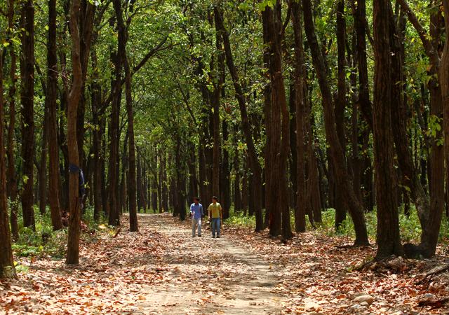 A jungle in Uttarakhand (Jasjeet Plaha/Hindustan Times)