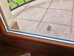 The image, taken from the YouTube video, shows the injured bird that smashed into a glass door.