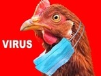 While there are very few bird flu cases in humans, it can lead to asymptomatic, mild or even fatal disease.(Shutterstock) While there are very few bird flu cases in humans, it can lead to asymptomatic, mild or even fatal disease.(Shutterstock)