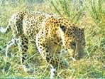 As many as four leopards have been sighted by Bengaluru residents and many more reside in the periphery of the city, study finds. (Sourced) As many as four leopards have been sighted by Bengaluru residents and many more reside in the periphery of the city, study finds. (Sourced)