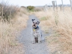 This year National Mutt Day is being celebrated on December 2(Pixabay) This year National Mutt Day is being celebrated on December 2(Pixabay)