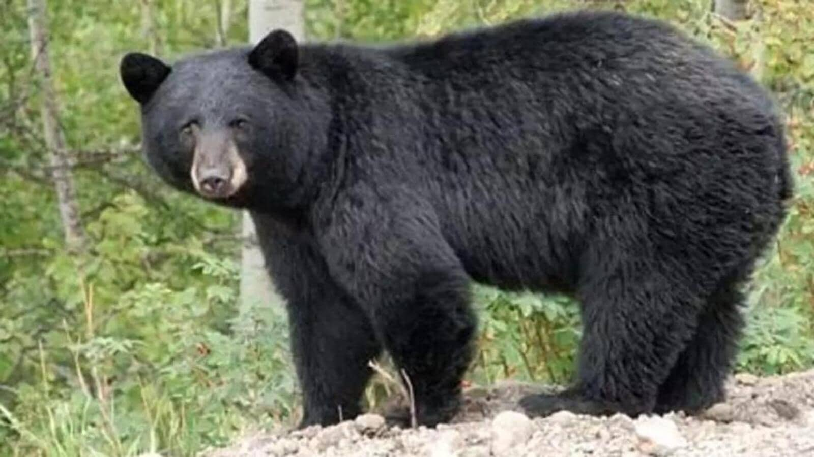 Bihar: Farmer injured in bear attack near Valmiki Tiger Reserve