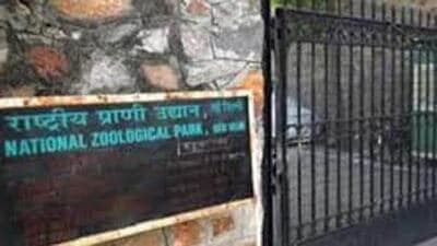 Community dogs were found to have entered the zoo by jumping over a boundary wall where the JJ cluster called Janta camp is present, said officials. (HT Photo) Community dogs were found to have entered the zoo by jumping over a boundary wall where the JJ cluster called Janta camp is present, said officials. (HT Photo)