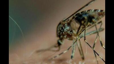 A mosquito-borne human flavivirus, Zika can be transmitted via Aedes mosquitoes. (Representative pic) A mosquito-borne human flavivirus, Zika can be transmitted via Aedes mosquitoes. (Representative pic)