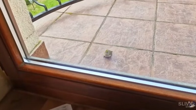The image, taken from the YouTube video, shows the injured bird that smashed into a glass door. (YouTube/@SlivkiShow EN)