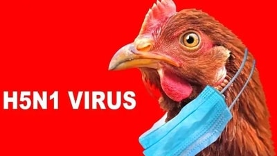 While there are very few bird flu cases in humans, it can lead to asymptomatic, mild or even fatal disease. (Shutterstock) While there are very few bird flu cases in humans, it can lead to asymptomatic, mild or even fatal disease. (Shutterstock)