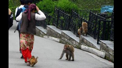 A woman tries to save herself from monkeys on the Mall Road in Shimla. Findings of studies on post-sterilisation behaviour of monkeys in the Jakhu hills and Mall Road in Shimla suggest they have turned more aggressive. (HT Photo) A woman tries to save herself from monkeys on the Mall Road in Shimla. Findings of studies on post-sterilisation behaviour of monkeys in the Jakhu hills and Mall Road in Shimla suggest they have turned more aggressive. (HT Photo)