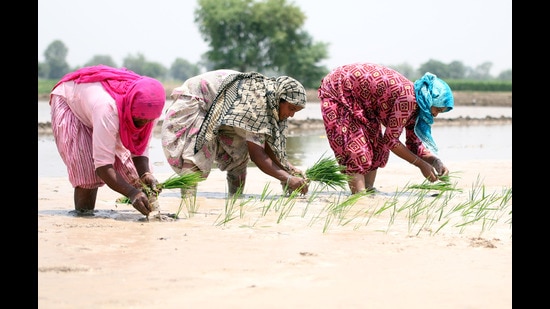 At its heart, India’s MSP procurement was never about legal guarantees to farmers for price stabilisation and market risk mitigation. Instead, it was a mechanism for production incentivisation to achieve self-sufficiency (SANJEEV KUMAR/HT PHOTO)