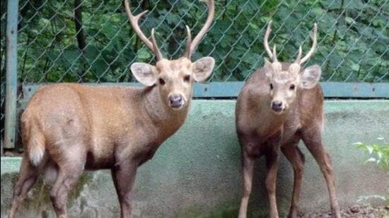 Two endangered hog deer and a sika deer were found dead in Delhi zoo (Hog deer/ Representative Photo)