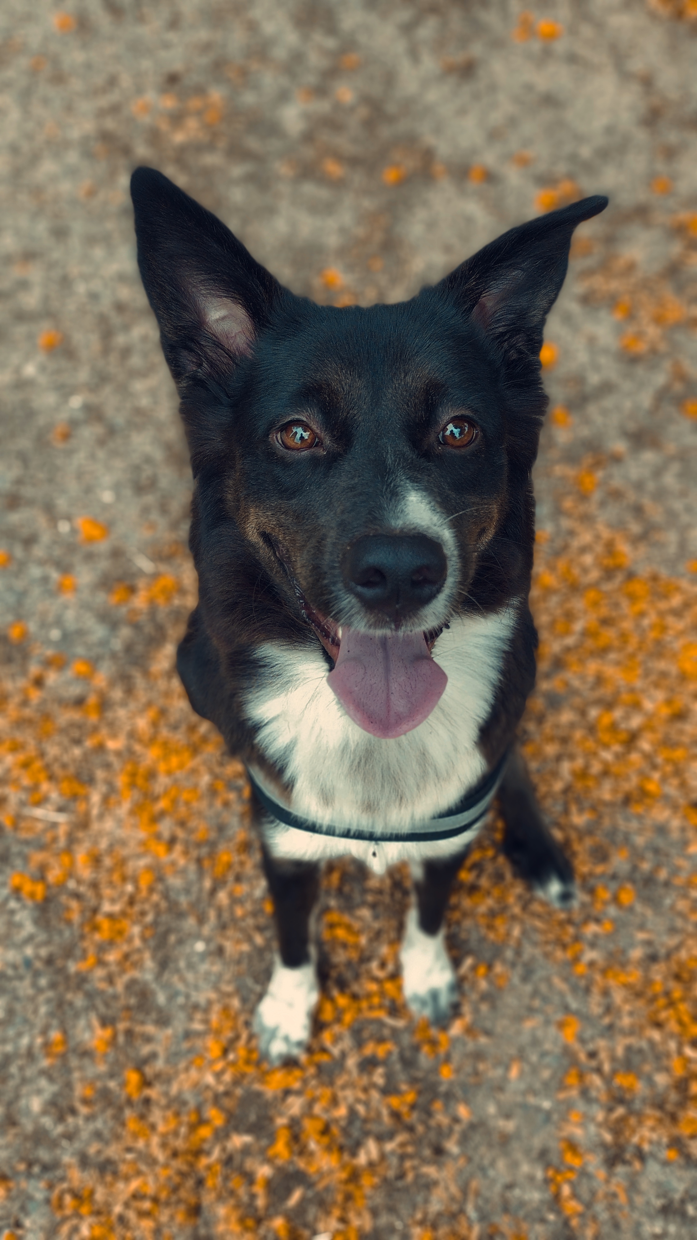 Sureng Rajkonwar's dog Bella.