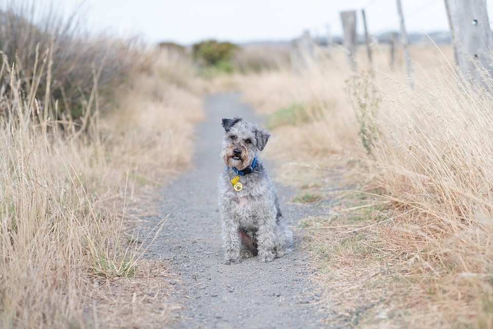 This year National Mutt Day is being celebrated on December 2 (Pixabay) This year National Mutt Day is being celebrated on December 2 (Pixabay)